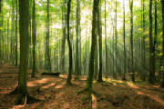 environment.jpg